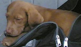 Chesapeake Bay Retriever
